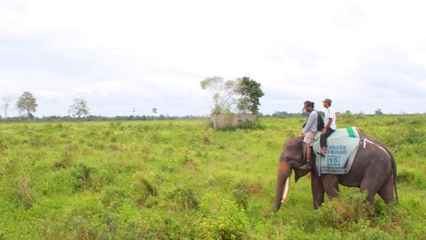 Menjelajahi Way Kambas dengan Safari Gajah