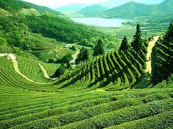 Menyeruput Keindahan Kebun Teh Darjeeling, India