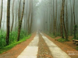 Menyibak Kabut Hutan Pinus Kragilan yang Lagi Hits di Sosmed