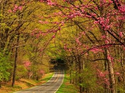 Menyusuri Indahnya Skyline Drive Saat Musim Semi