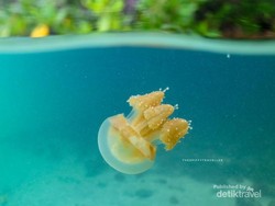 Menyusuri Keajaiban Danau Kakaban