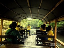 Menyusuri Mangrove di Banyuwangi Naik Perahu Gondang-gandung