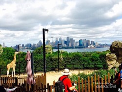 Menyusuri Taronga Zoo di Australia