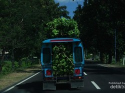 Mobil Pisang dari Sumbawa