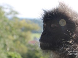 Monyet Bisa Bergaya Meditasi