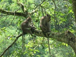 Monyet-monyet Menggemaskan di Taman Maribaya