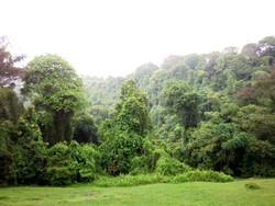 Mount Faber, Hutan Hijau di Sebelah Hutan Beton