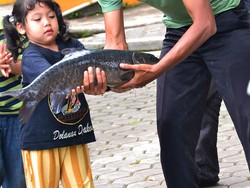 Muah! Serunya Dicium Ikan Dewa di Kuningan, Jabar