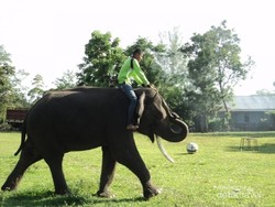 Mudik ke Aceh Besar, Bisa Nonton Pelatihan Gajah di Saree