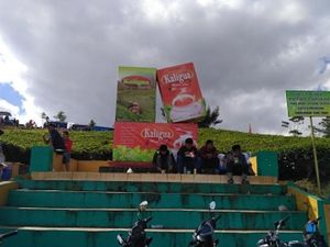 Mudik ke Brebes, Nikmati Kesejukan Kebun Teh Kaligua