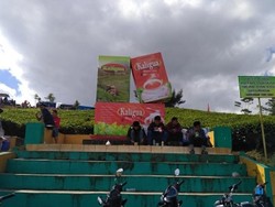 Mudik ke Brebes, Nikmati Kesejukan Kebun Teh Kaligua