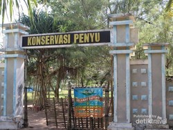 Mudik ke Trenggalek, Ada Cerita Pak Sigit Si Pecinta Penyu