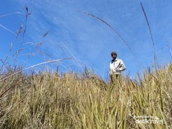 Musim Kemarau, Padang Lavender Oro-Oro Ombo Tetap Memukau