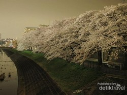 Musim Semi Tiba, Saatnya Menikmati Sakura di Jepang