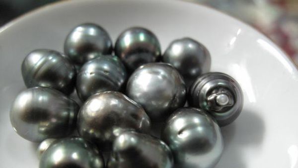 Mutiara dan si Rumput Laut