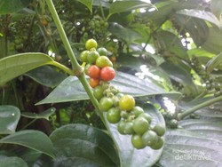 Nah, Begini Rupanya Cara Mengolah Merica di Pulau Bangka