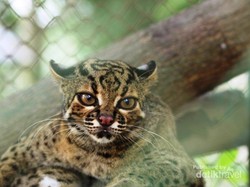 Naik Gajah di Pekanbaru, Cuma Rp 10 Ribu
