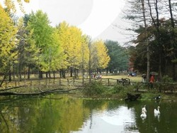 Namisun, Pulau Pemikat Hati dari Korsel