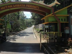 Nan Hijau-hijau dari Kotabaru