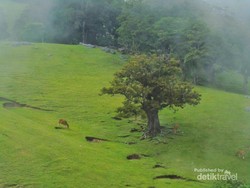 Negeri di Atas Awan dari Timor Tengah Selatan