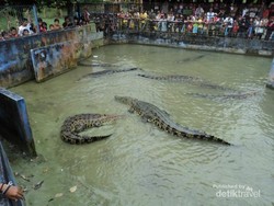 Ngeri! Menonton Buaya Ngamuk di Bangka