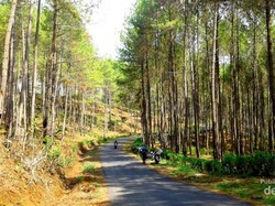 Nggak Cuma Bantul, Trenggalek Juga Punya Hutan Pinus Fotogenik!
