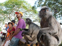 Nongkrong Bareng Monyet di Selangor