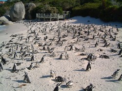 Nongkrong Bareng Ribuan Penguin, Hanya di Pantai Ini