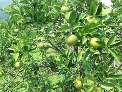 Nostalgia Keseruan Panen Apel Malang Langsung dari Kebunnya