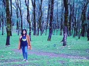 NTT Juga Punya Hutan Pinus Instagramable