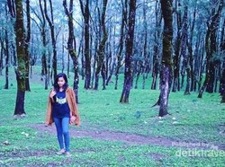 NTT Juga Punya Hutan Pinus Instagramable