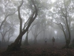 Nuansa Kabut Misterius di Gunung Manglayang, Bandung