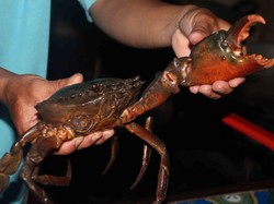 Nyam! Sensasi Nikmat Kepiting Raksasa dari Papua
