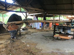 Oh, Seperti Ini Pembuatan Gula Tebu dengan Tenaga Kerbau