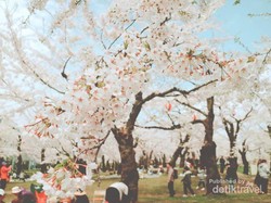 Orang Jepang Punya Tradisi Unik untuk Memaknai Sakura