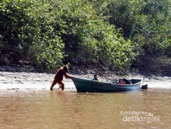Orangutan Jahil, Ambil Barang Ranger di Perahu