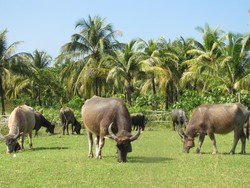 Orkestra Kerbau di Pantai Sumur dan Warung Teh Anyah