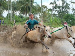 Pacu Jawi, Event Wajib Pecinta Fotografi di Tanah Datar