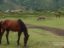 Pacuan Kuda di Takengon, Serunya Bikin Lupa Bernafas