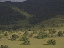 Padang Rumput Ala Amerika di Sulawesi Tengah