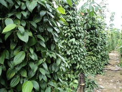 Panen Lada, Pengalaman Liburan Unik di Bangka