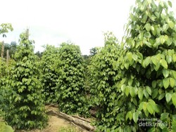 Panen Lada Tiba, Saatnya Pulang ke Pulau Bangka