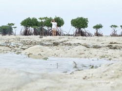 Pantai di Jakarta yang Dihuni Ratusan Bintang Laut