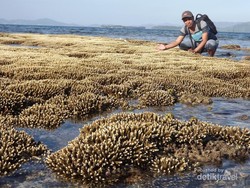 Pantai Elaq-elaq yang Elok di Lombok