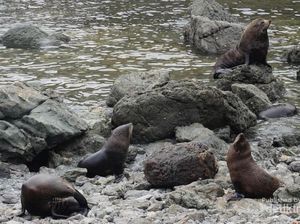 Pantai Ini Surganya Koloni Anjing Laut di Selandia Baru