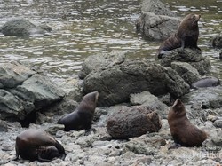 Pantai Ini Surganya Koloni Anjing Laut di Selandia Baru