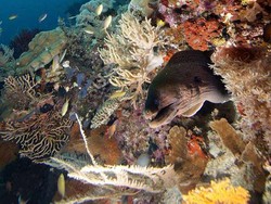 Para Diver Dunia Prihatin Masalah Hiu di Raja Ampat