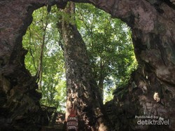 Penampakan Pohon Besar di Dalam Gua Gunungkidul