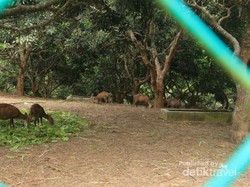 Penangkaran Rusa yang Hanya Ada di Pulau Bawean