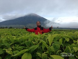 Penat? Yuk Intip Segarnya Kebun Teh Tertinggi di Indonesia